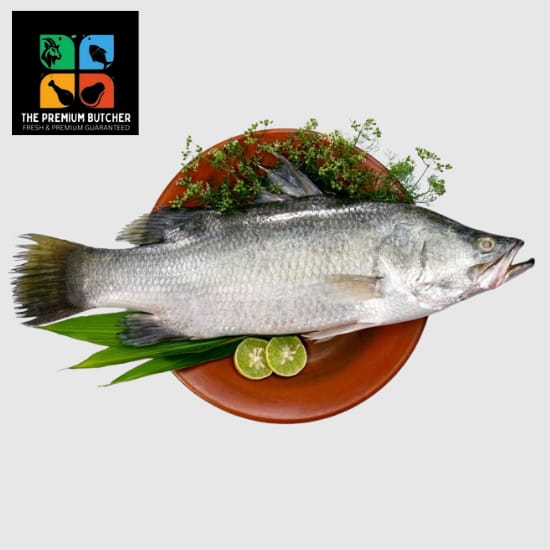 Sea Bass/ Baramundi – Qatar