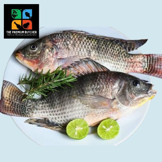 Tilapia