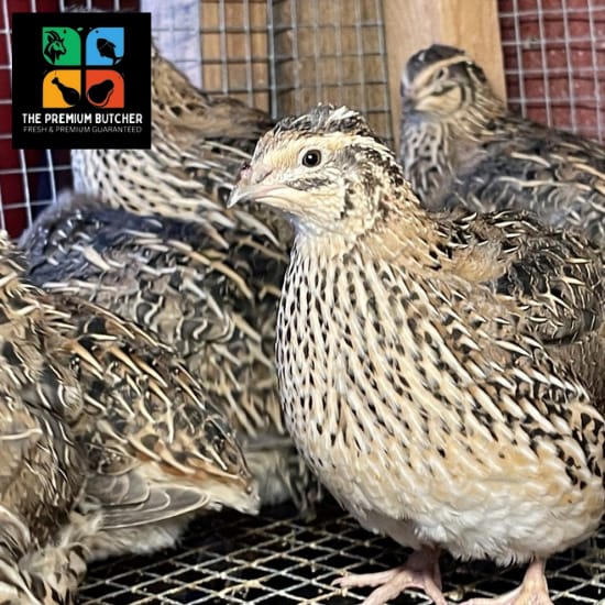 Fresh Quail Whole Per Piece